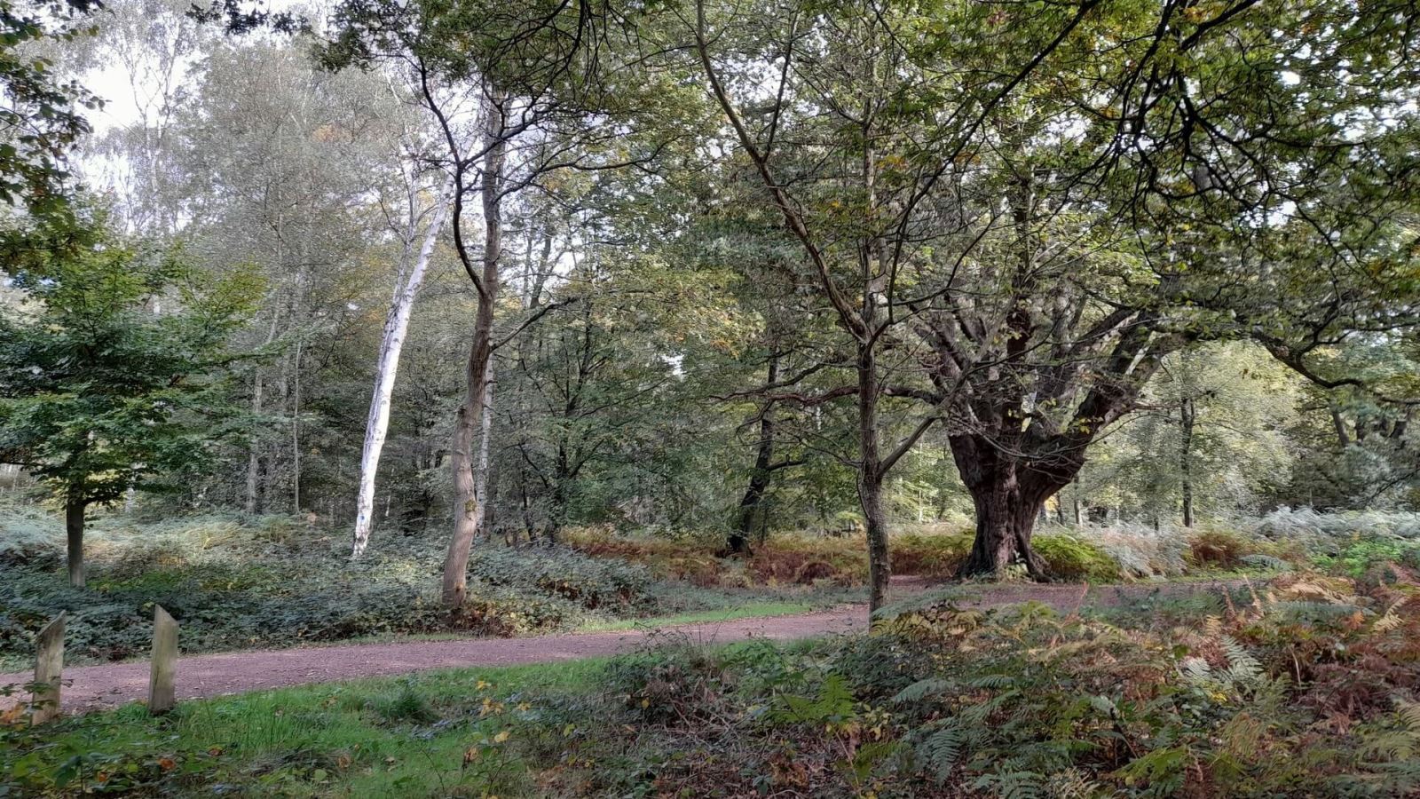 Epping Forest