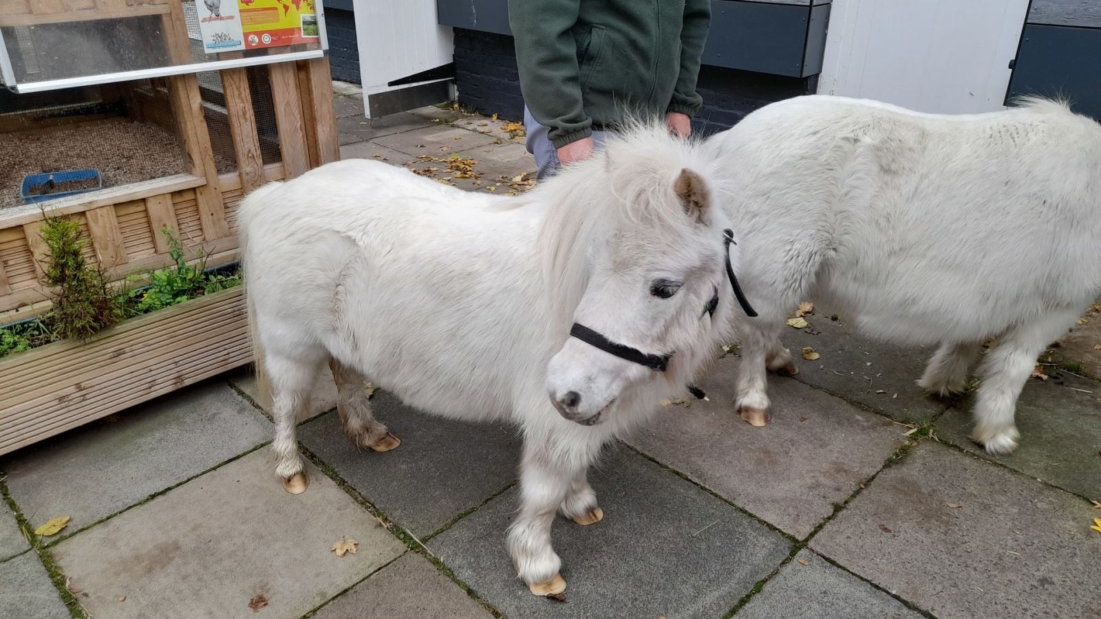 Shetland Pony at Harlow Pets Corner