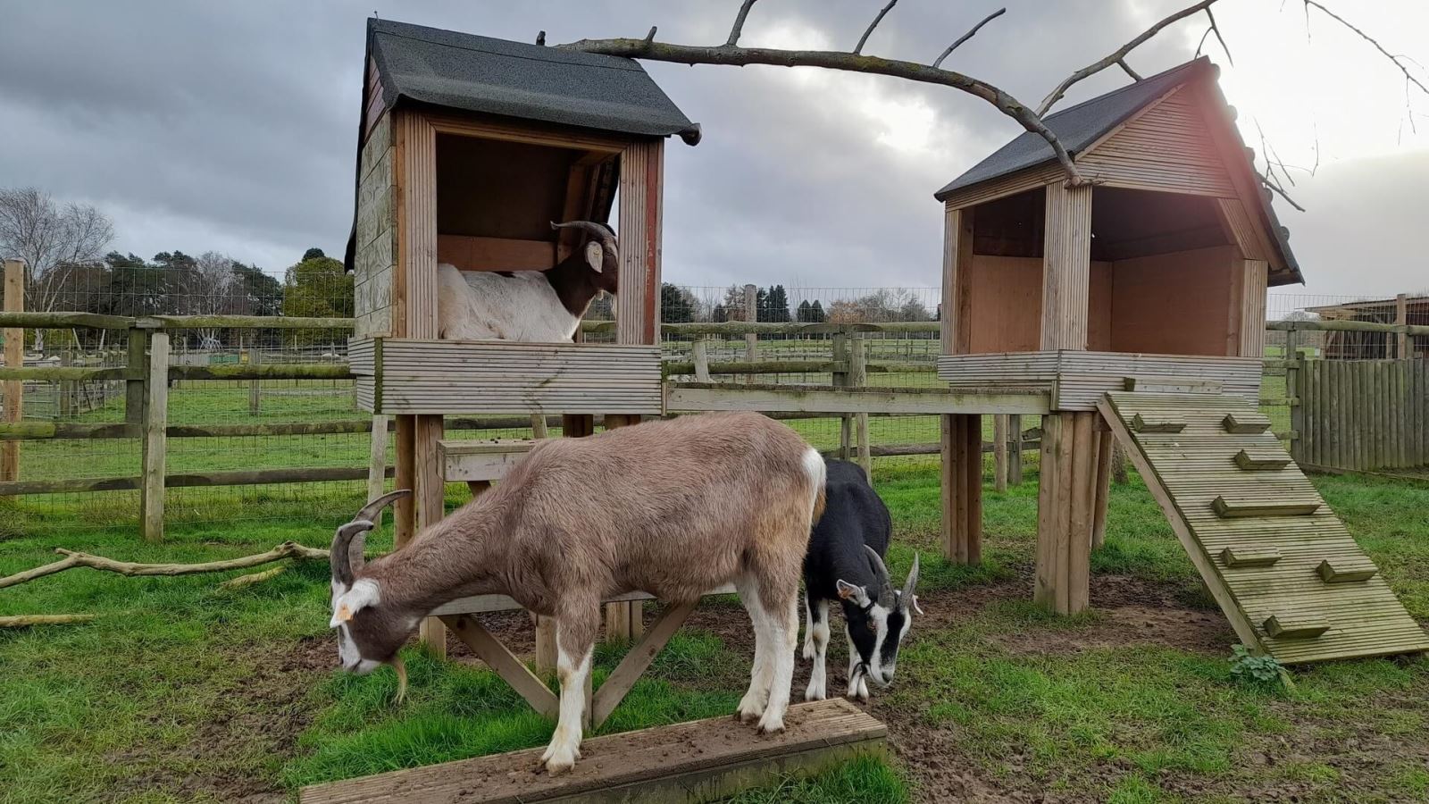 Pets Corner, Harlow