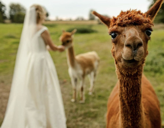 Bride and alpaca at Great Lodge