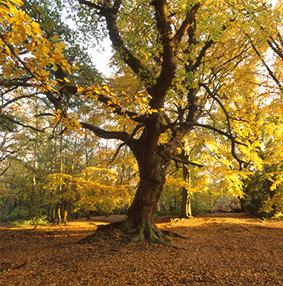 Epping Forest