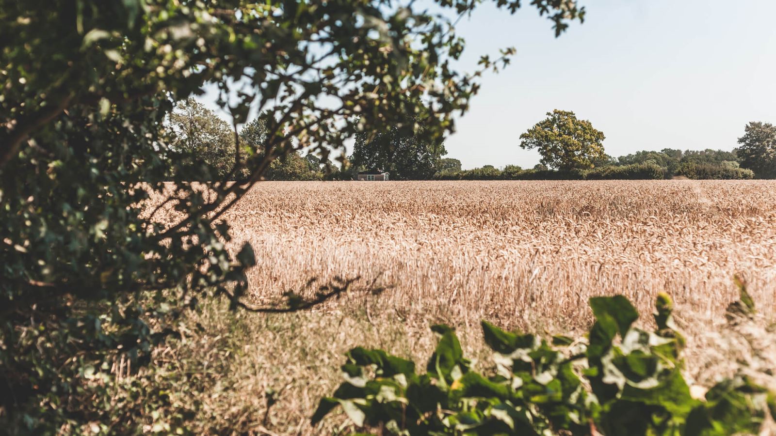 Hedingham Huts