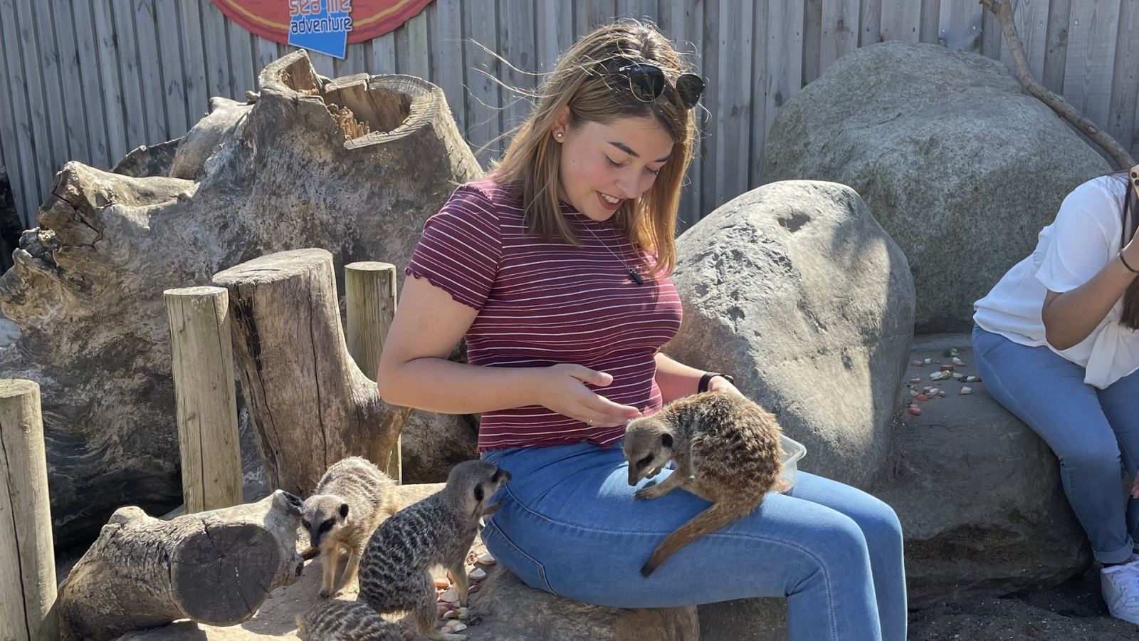 Meerkat encounter at Sealife Adventure, Southend, Essex