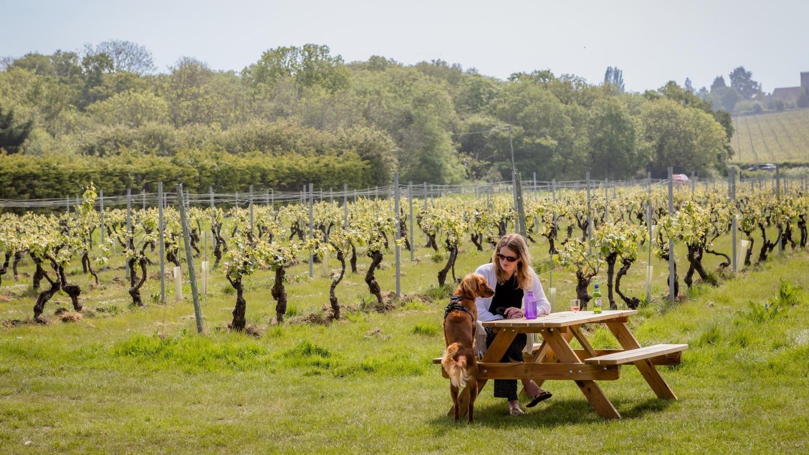 Girl and dog sitting at a picnic table by the vines at New Hall Wine Estate, Essex