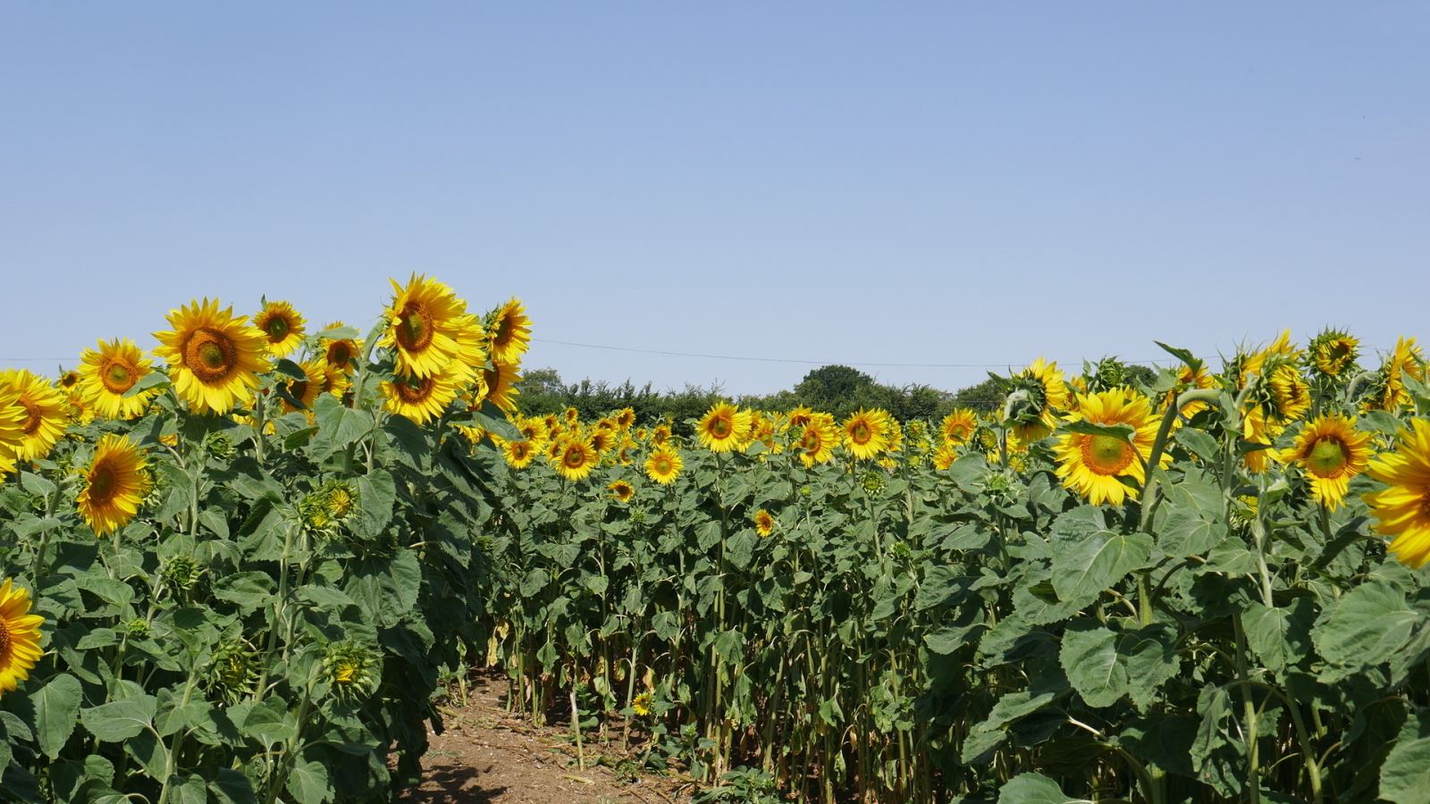 Sunflower field at Writtle Sunflowers in Essex