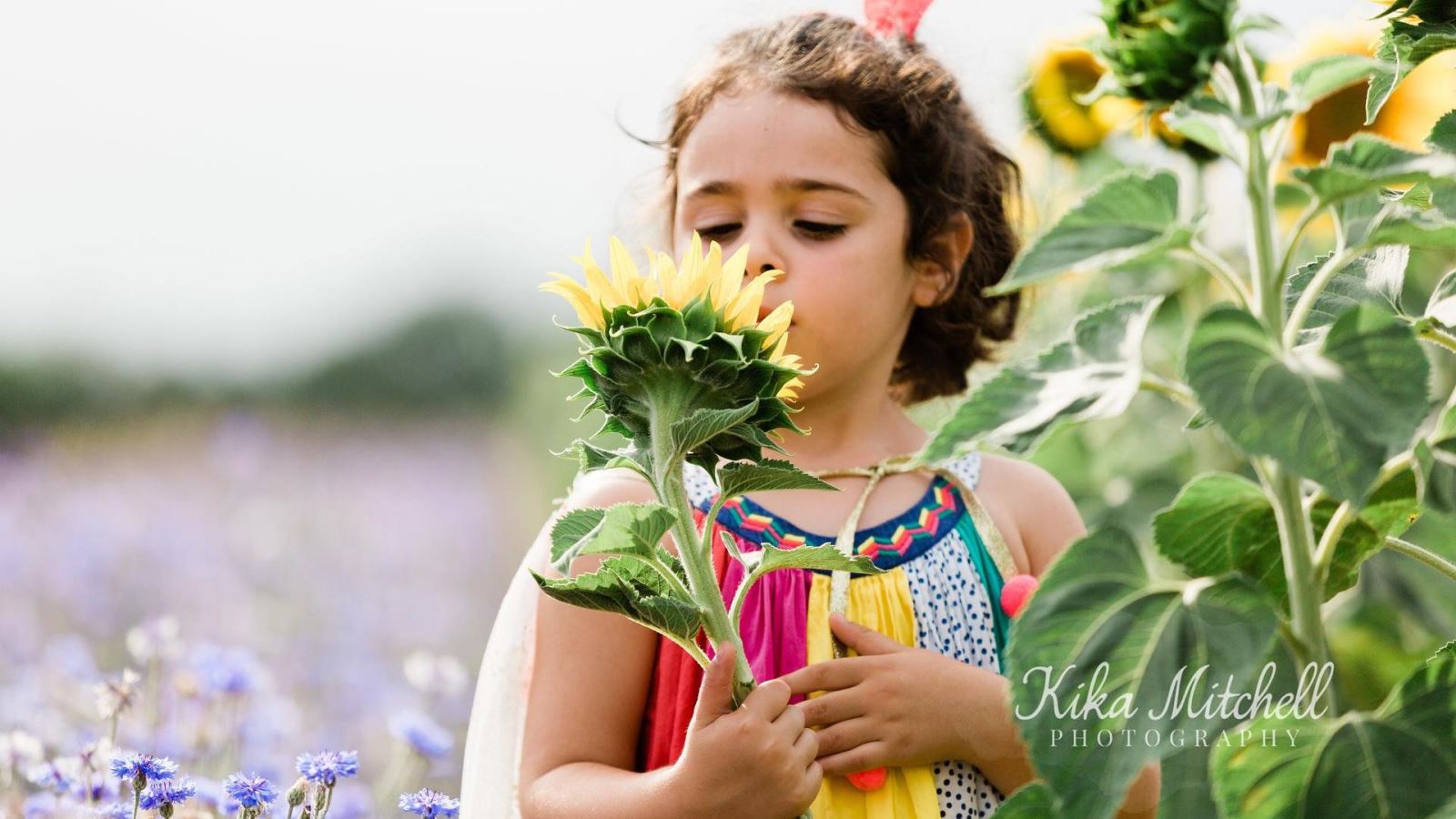 Writtle Sunflowers