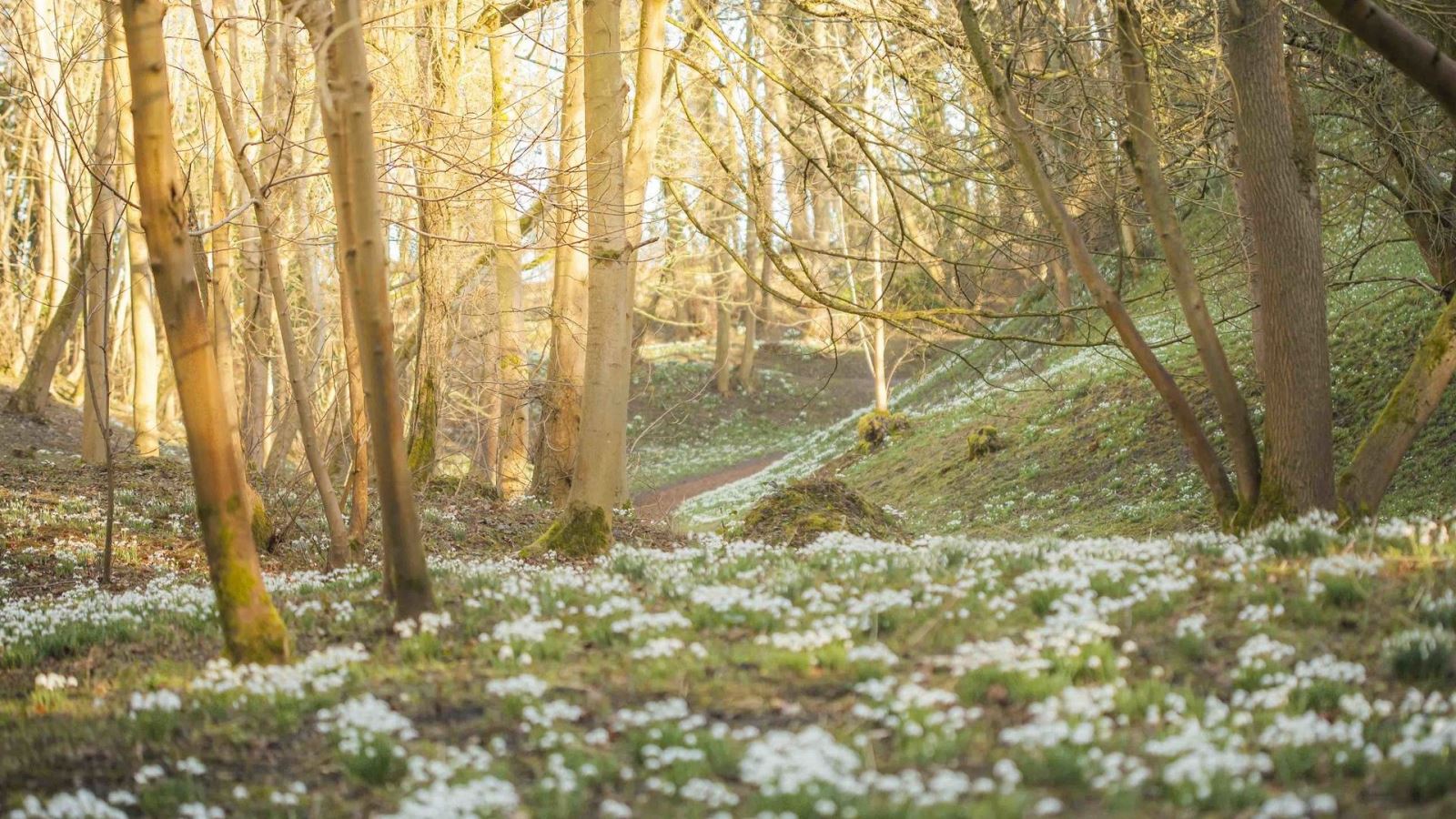 Snowdrops at Hedingham Castle, Halstead, Essex