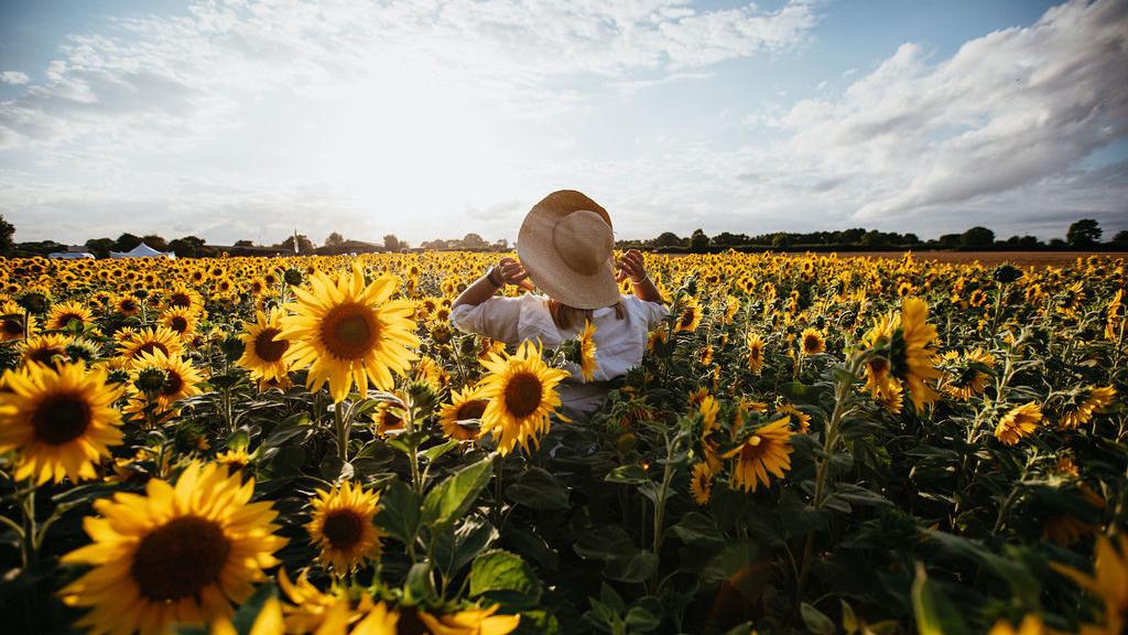 Writtle Sunflower Field Essex