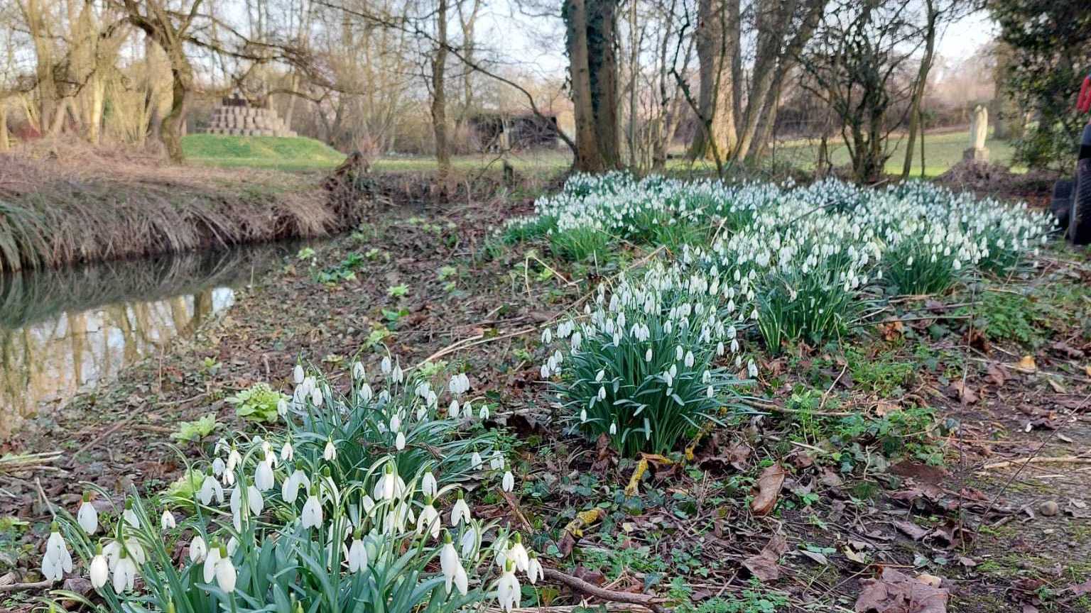 Snowdrops at Gibberd Gardens, Harlow, Essex