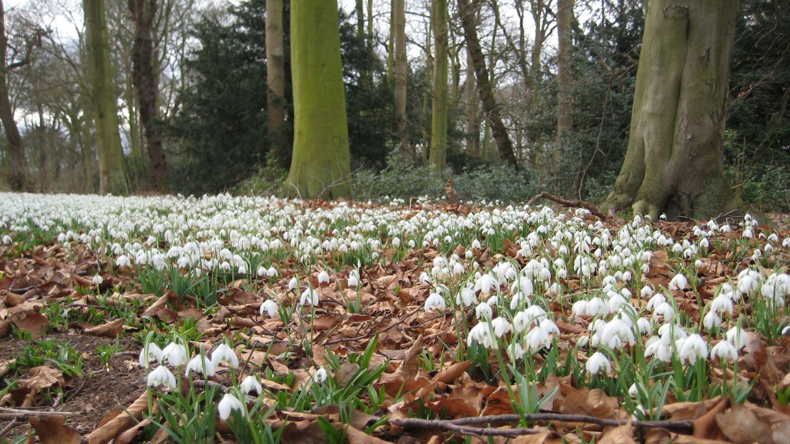 Snowdrops at Warley Place, Brentwood, Essex